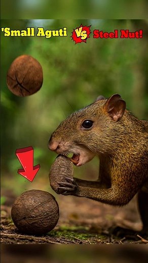 Didn’t break through 100 feet… but got chewed up by Agouti! #facts #animals #wildlife