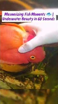 Colorful Fish Compilation | Stunning & Relaxing Aquarium Moments” #heartwarming #pets