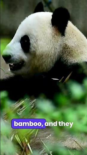 Unbelievable Panda Facts: Secrets of the World's Cutest Bears 8K ULTRA HD #PANDA #ANIMAL #KINGDOM