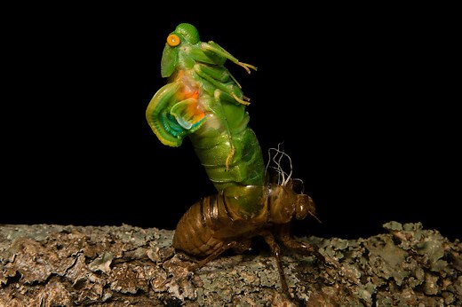 Artrópodes: o que são, características, exemplos - Brasil Escola