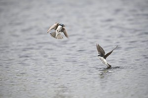 Tree Swallows dispute