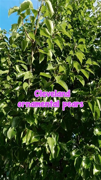 1.3K views | Revamp your landscape with our Cleveland Ornamental Pear! Its natural tear-drop shape provides a manicured tree look.列️ Shop for Cleveland Ornamental Pear HERE https://www.thetutuguru.com.au/?s=Cleveland+Ornamental+Pear&post_type=product&dgwt_wcas=1 #hellohelloplants #ornamentalpears #trees #gardening #gardendesign #treelowers #plant | Hello Hello Plants & Garden Supplies | Facebook