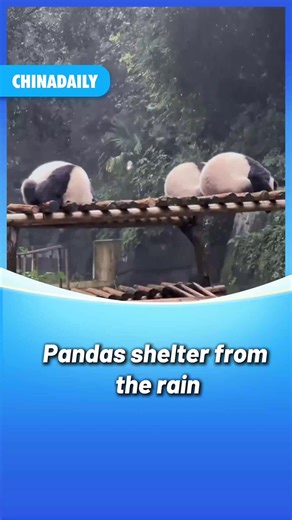 The #panda's method of sheltering from the rain is quite distinctive — it considers itself dry as long as its face remains dry. This kind of behavior is mainly due to the protection of the important organs of the head and the adaptation of their own physiological structure. #animals #OneMoment | China Daily