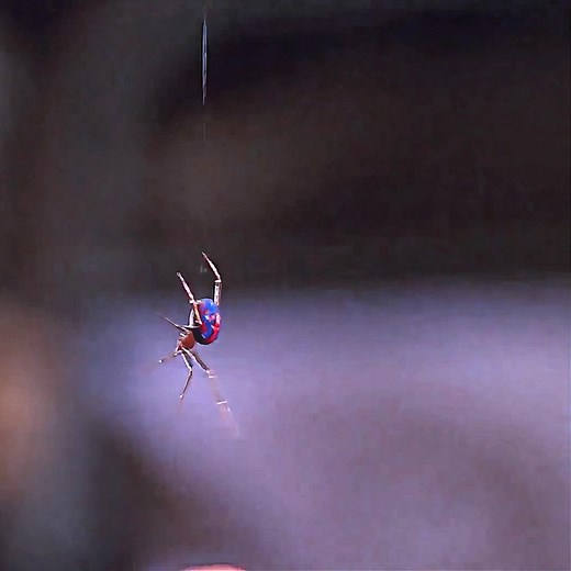 スパイダーマンの若き日の冒険と成長