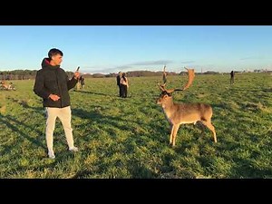 🌳 Phoenix Park Day Walk with Majestic Deer - Dublin, Ireland - 4K UHD ☀️