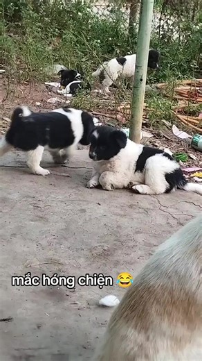 #cún #xhhhhhhhhhhhhhhhhhhhhhhh #chócỏ #chó_cưng #nhacodanbosua