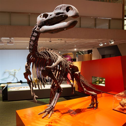 🎉 Our very own Muttaburrasaurus has officially been named Queensland's State fossil emblem! ⛏️ Muttaburrasaurus was a plant eating dinosaur who lived around 100 million years ago, during the Cretaceous period. They were around 7m long and are known for their distinctive, bulbous snout and specialised sheering teeth. While our beloved 'Mutt' is currently taking a break as we renovate Lost Creatures, you can rest assured they'll be back in their full glory when the space reopens next year. #qldmu