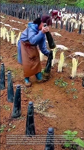 Vegetable planting for beginners: a simple guide to planting vegetables