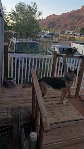 Chickens vs. Dog: Who Makes the Most Noise? #shorts