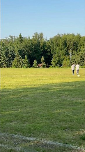 Kincaid Park in Anchorage. #moose #alaska