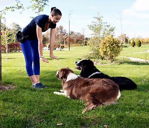 Formation éducateur canin à distance | Éligible France Travail