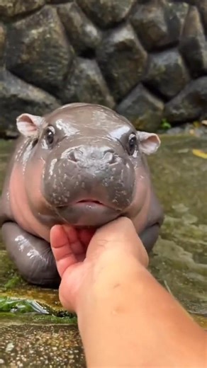 Animal Transformation Gone Wrong 😱#moneylove#transformation #trollface#memes#ytshorts #edits#editing