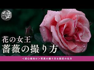 # 56 [For camera beginners] 6 ways to shoot roses! [Photographing course]