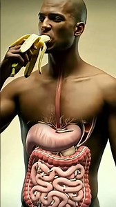 3D human digestive system animation 3d realstick