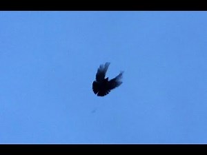 Николаевские голуби. Сизые