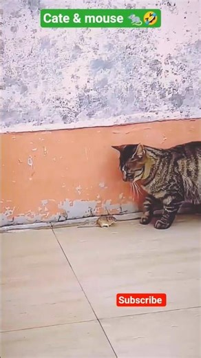 #cat #catandmouse #mouse #funnyshorts #youtubeshorts #shorts