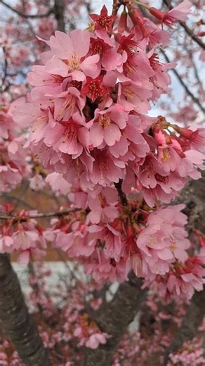 Beautiful Okame Cherry Blossom Tree Blooming Early in Joplin, Missouri