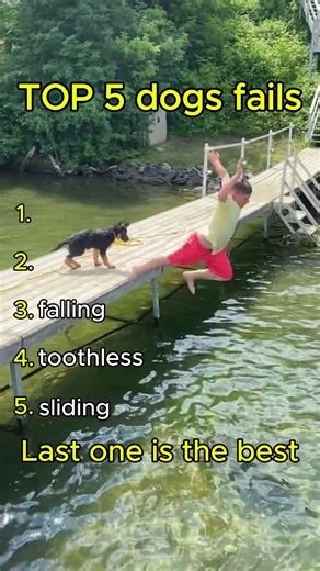 TOP 5 crazy dogs fails