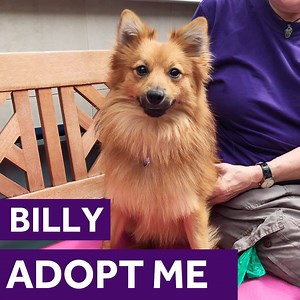 3.8K views · 173 reactions |  or 力?! Meet Billy, the 17-month-old Pomeranian cross. He's a very friendly boy who gets along well with everyone he meets and builds strong bonds with those close to him. Get to know Billy here https://mayh.ws/AdoptBilly | Mayhew | Facebook