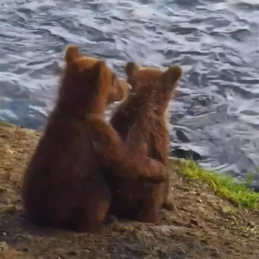 Soo love ❤️❤️❤️❤️ | Bear lover