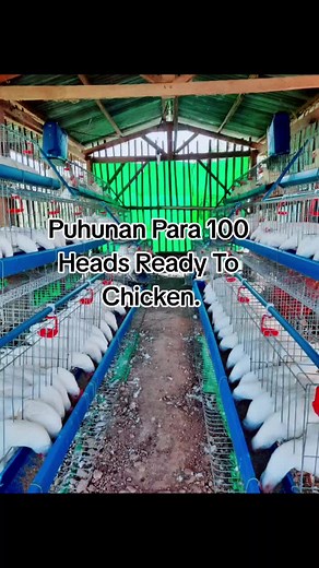 Start-Up Capital for Poultry Farming: Investment Guide and Cost Breakdown