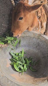 Cow eating vegetables #cows #pet | Abid Agro