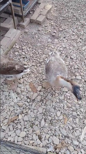 Get to know the grey goose, the natural guardian of the farm #animals #farmlife #farming #goose