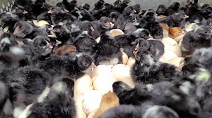 Barred Rock bantams hatching at cackle hatchery | Cackle Hatchery