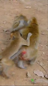 109K views · 863 reactions | Heartwarming Defense: Loving Mama Monkey Fights Off Jungle Bullies to Protect Her Tiny Treasure #baby #NewsUpdate #monkey #Very #reels #Leo #newborn #cute #milkyway #crying | Monkey Soo | Facebook