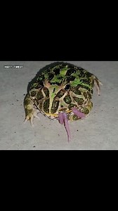 128K views · 1.1K reactions | Army frogs love to eat pink mice. | Insect Forest | Facebook