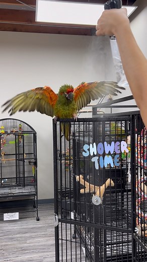 4.7K views · 641 reactions | Shower time 列 #redfrontedmacaw #redfrontmacaw #redfrontedparrot #showertime #macaw #macaws #macawparrot #macawlove #macawlife #macawsofinstagram #macawsofig #cutebirds #cuteanimals #happyparrot #parrot #parrots #parrotlife #loveparrots #parrotlove #parrotsofinstagram #parrotsofig #parrotstars #parrotstarsarlingtonheights | Parrot Stars | Facebook
