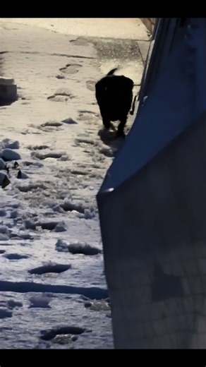 Coco’s first snowy experience… I don’t think she cared for it much after a few seconds (can’t say I blame her!) so her & Tuggy are tucked up together on his bed now 😆 #dogs #dogtok #snow #snowy #winter