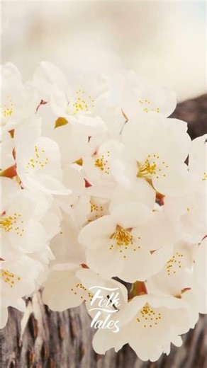 Folk Tales - Spring Flower