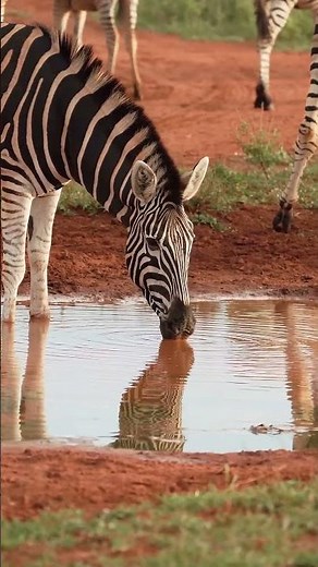 #AnimalUniverse #Wildlife #Animals #Nature #AnimalFacts #Safari #CuteAnimals #WildlifeVideos