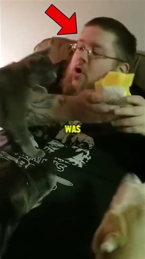 Cheeseburger Cats #shorts #cats #animals #funny