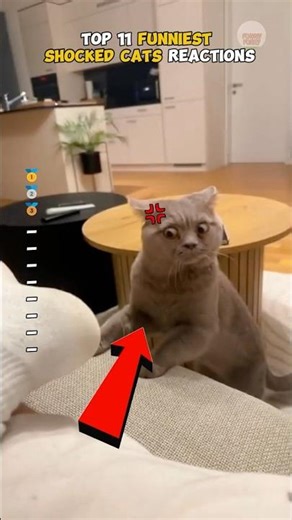 Top 11 FUNNIEST SHOCKED CAT REACTIONS