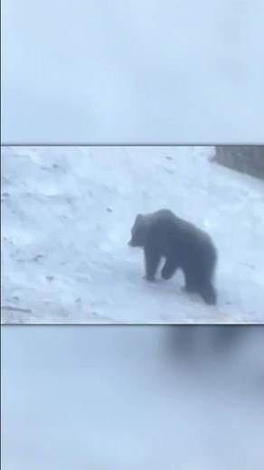 Grizzly Bear vs Deer – A Terrifying Wild Encounter! 🐻🦌