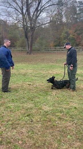 It’s CERT Week at CCU! #bitework #nationalcertification #CCUFamily #workingdog #policek9 #patrolk9 #decoy | Custom Canine Unlimited
