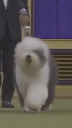 Did you know that the Old English Sheepdog is also known as the Bobtail? Emerging as a distinct dog breed in the mid-19th century, their double coat made them resistant to harsh weather and brambles which meant that they were the perfect candidates for driving cattle and sheep. | Westminster Kennel Club Dog Show
