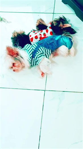 Amor por Mis Bebes Peludos: Yorkies en TikTok