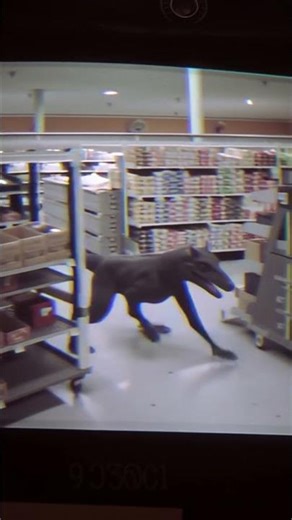 Surveillance camera footage of a t-Rex running through a supermarket, 90 supermarket on a vhs tape