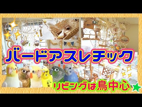 Parakeets playing with handmade bird athletics