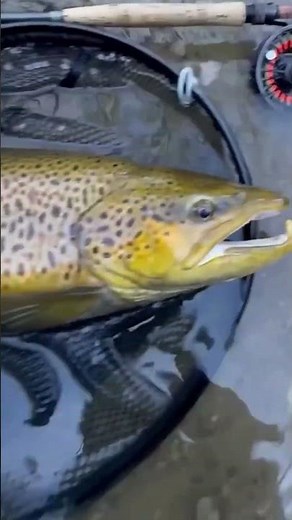 He Landed this MASSIVE Brown Trout 😳