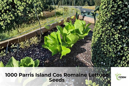 1000 Parris Island Cos Romaine Lettuce Seeds | Lactuca Sativa, Non-gmo Heirloom Romaine Lettuce, Garden Vegetable Seeds, Free Shipping - Etsy