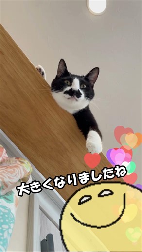 小清水町の猫カフェのかわい子ちゃんたち🐾#Shorts