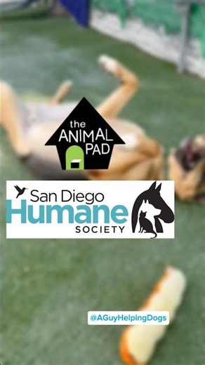 So many dogs made it to homes!!!