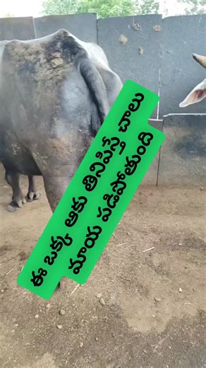 DR G RAMBABU @Rachha on Instagram: "ఈ ఒక్క ఆకు తినిపిస్తే చాలు మాయదానంతట అదే పడిపోతుంది"