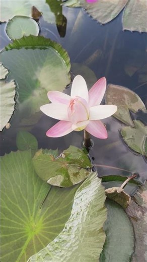 dorod o Salam #beautiful