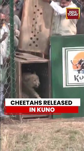 MP CM Mohan Yadav Releases Female Cheetahs into Kuno National Park #wildlife #kunonationalpark
