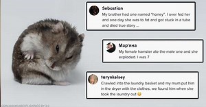 24 Times Pet Hamsters Lost Their Fuzzy Little Lives In The Most Traumatic Ways Possible